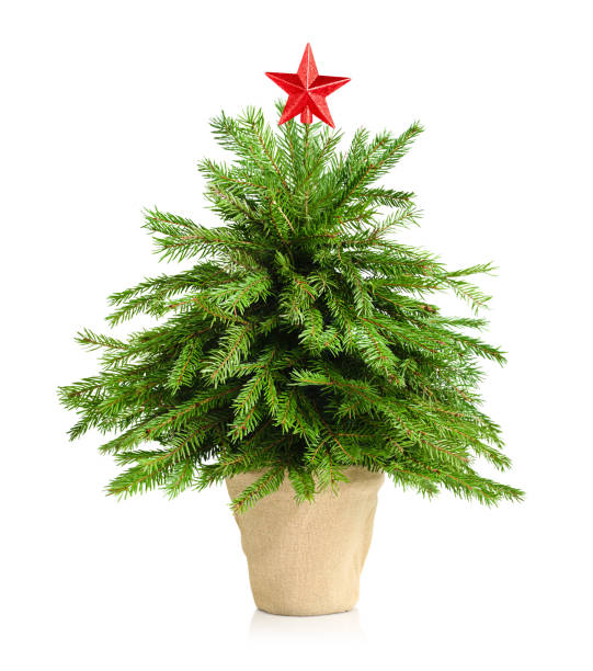 Christmas tree with a star on the top