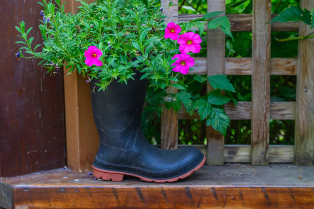 Flowering plant grows out of old rubber boot on ledge