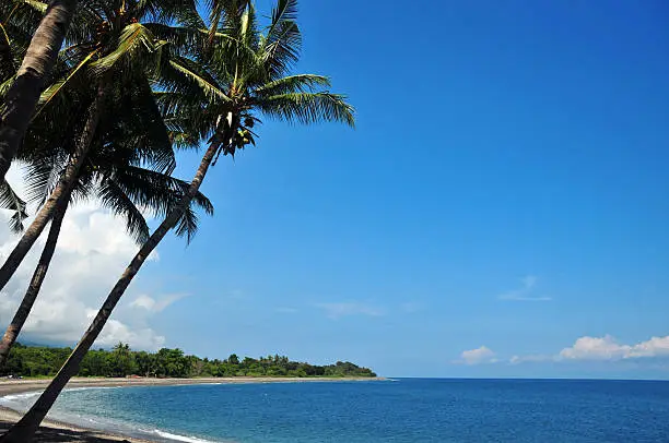 Liquiça, East Timor / Timor Leste: beach and coconut trees - Banda sea