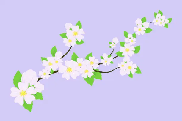 Vector illustration of Apple tree branch with leaves and buds