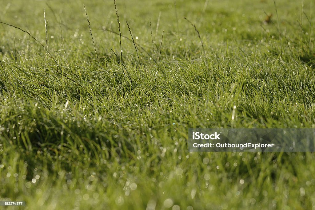 La rosée du matin - Photo de Brin d'herbe libre de droits