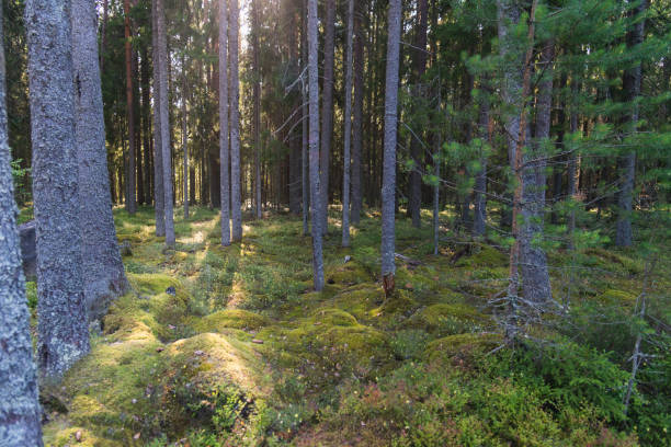istock coniferous forest in summer on a sunny day 1822747622