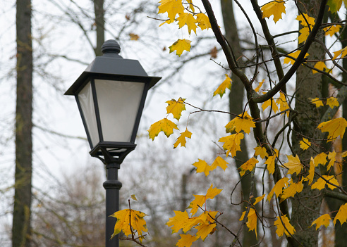 lantern in the park in autumn close-up