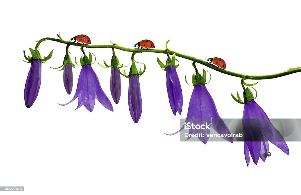 bell flowers bell flowers with ladybugs isolated on white Animal Stock Photo