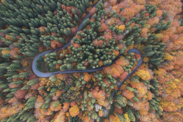 istock Aerial landscape above the colorful forest 1822756184