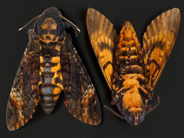 istock Death head’s hawk moth insect 1822759482
