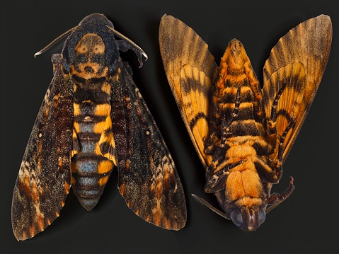 Death head’s hawk moth insect on black background