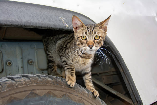 istock Gray striped cat in front of a car 1822762290