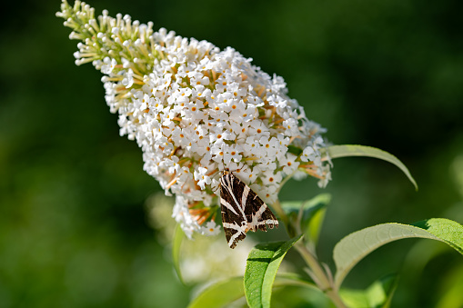 Small, rather slender Tree, with smooth silvery-gray Branches. Leaves pinnate, with 5-7 pairs of oblong toothed leaflets, green, hairy beneath. Flowers 8-10mm, in domes clusters.\nHabitat: Woodland, Hedgerows, Moors and Mountains to 2400m, mainly on light Soils. \nFlowering Season: May-June.\nDistribution: Western Europe, except the far North.\n\nThis is a common Species in the Netherlands. Also planted in Parks.