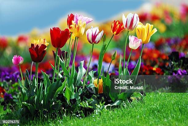 Coloridos Tulipanes Foto de stock y más banco de imágenes de Aire libre - Aire libre, Amarillo - Color, Azul