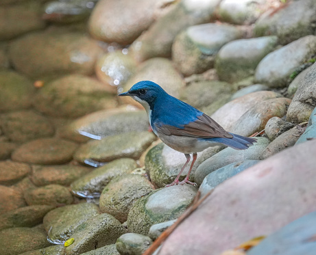 siberian blue robin drinking water in rocky brook
