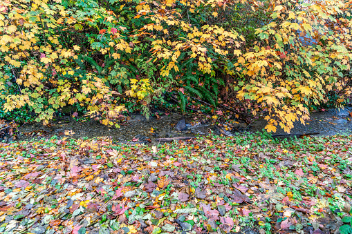 A view of a small stream with autumn leaves at Seahurst Beach Park in Burien, Washington.