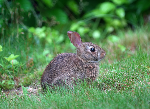 cute rabbit in a springtime meadow