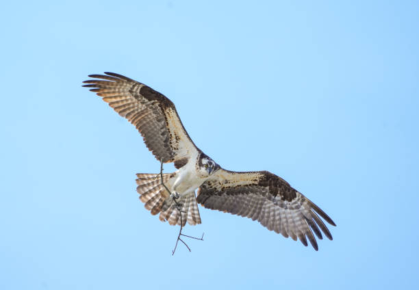 istock osprey with open wing in flight carrying twig to build nest 1822770785