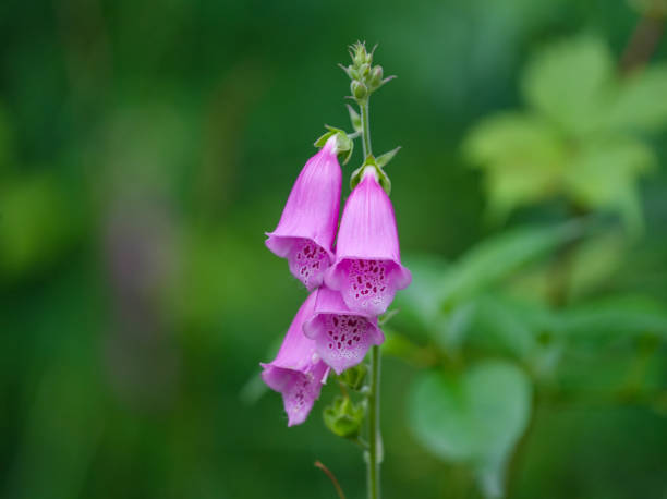 istock close up on lady’s glove pink flower 1822772438