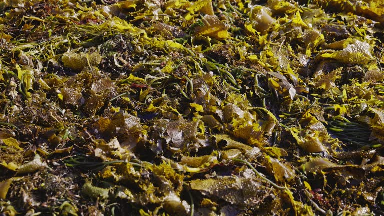 Close up detail of seaweed or kelp build up on beach with sandflies