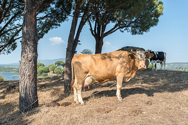 vaca con plumb ubre - mehrere tiere fotografías e imágenes de stock