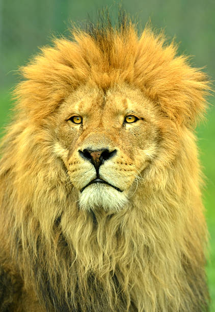 istock King of Beasts 182279296