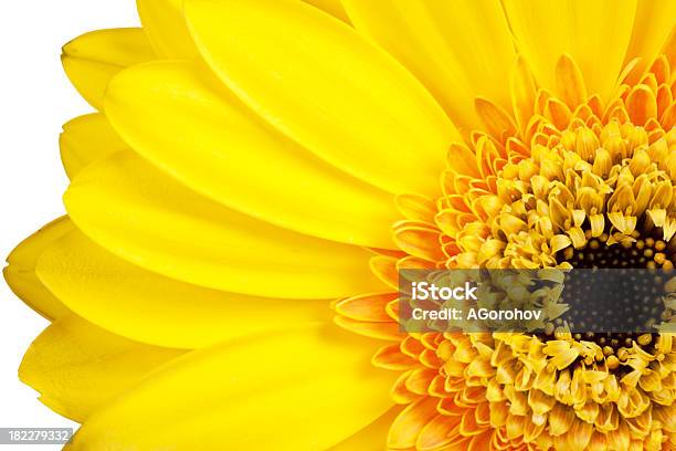 Petals Stock Photo - Download Image Now - Above, Agriculture, Beauty In Nature