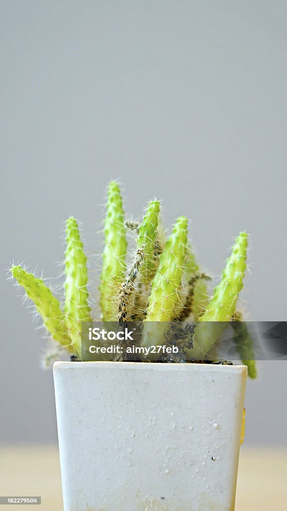 Kleine Nadel cactus in Blumentopf - Lizenzfrei Ausgedörrt Stock-Foto