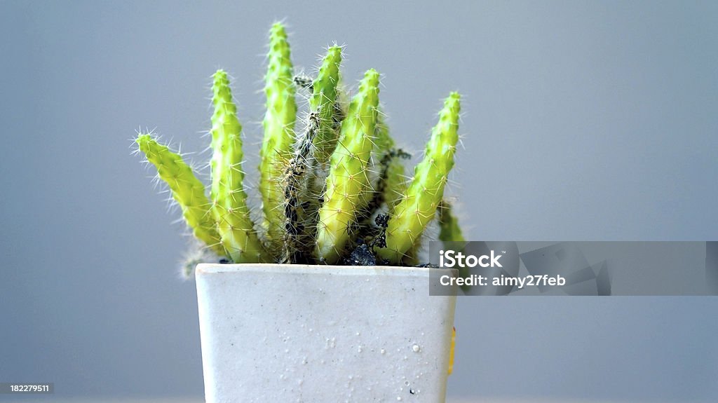 Kleine Nadel cactus in Blumentopf - Lizenzfrei Ausgedörrt Stock-Foto