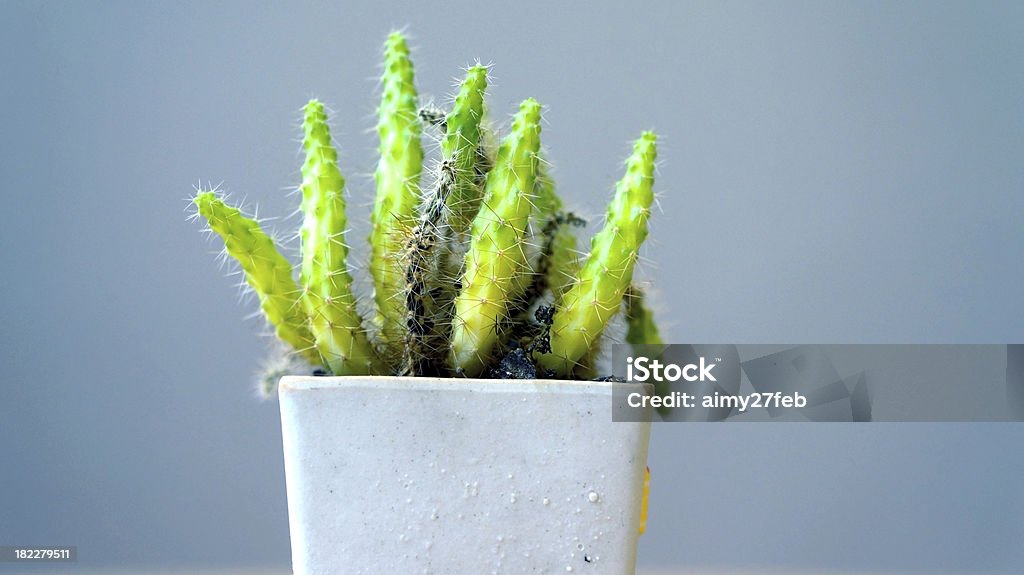 Piccolo cactus pungente in una pentola - Foto stock royalty-free di Ammucchiare