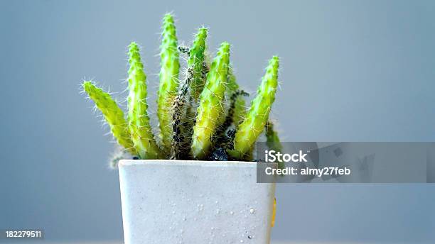 Piccolo Cactus Pungente In Una Pentola - Fotografie stock e altre immagini di Ammucchiare - Ammucchiare, Biodiversità, Bocciolo