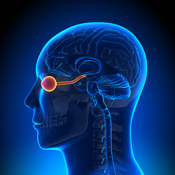 istock Brain Anatomy - Optical Nerve Eye 182279878