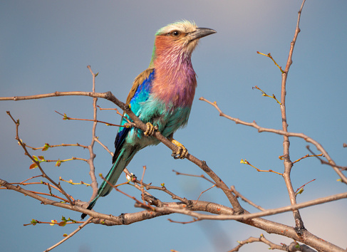 Lilac-breasted Roller (Coracias caudatus)resting on a branch.