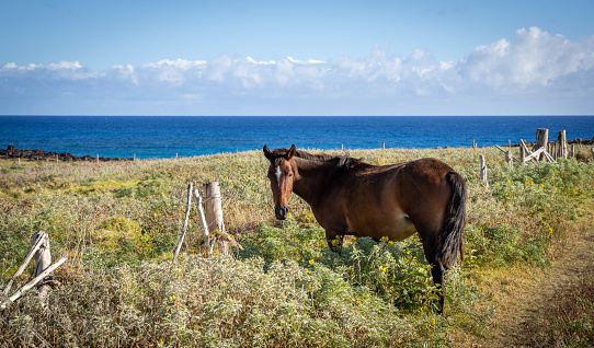 Wild horses grazing in the meadow of Easter island, Pacific coast, Chile, South America