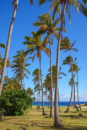 Palm trees at Anakena Beach