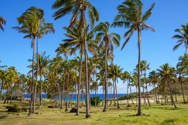 istock Palm trees at Anakena Beach 1822810627