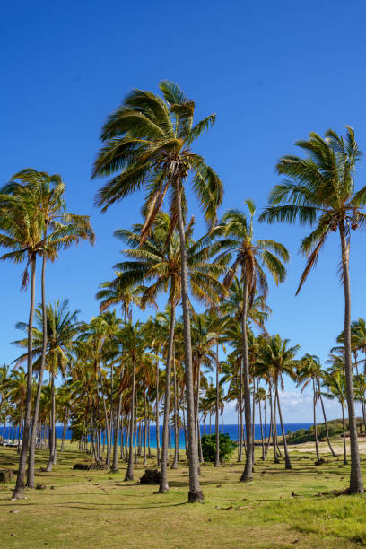 istock Palm trees at Anakena Beach 1822811173