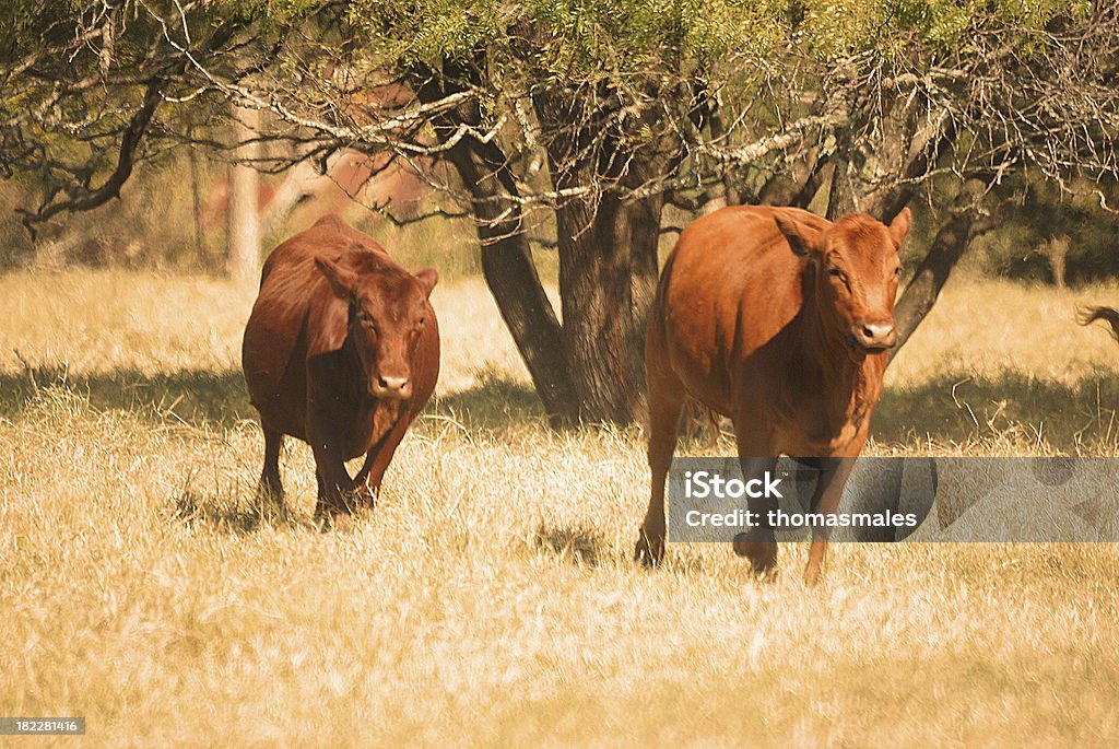 Chasing beef Two brown, reddish cows running over a grassy summery field. Activity Stock Photo