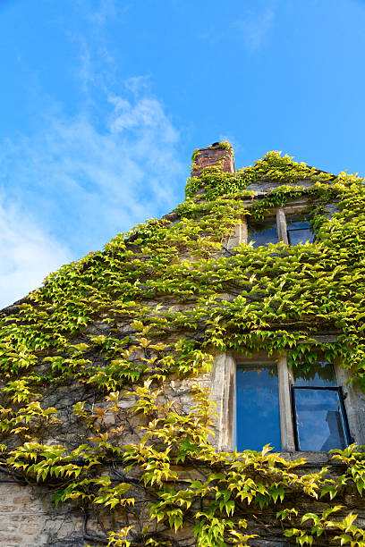 istock House covered by climbing English ivy 182281822