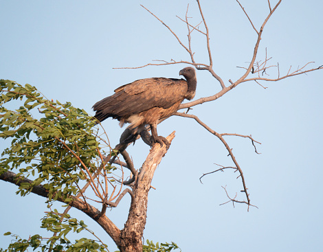The white-backed vulture (Gyps africanus) is an Old World vulture in the family Accipitridae, which also includes eagles, kites, buzzards and hawks. It is the most common vulture species in the continent of Africa.