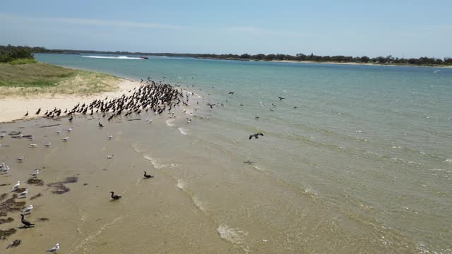 A flock of Seabirds gathered on a sandy beach take flight when disturbed by an approaching jet boat ride. Low moving drone