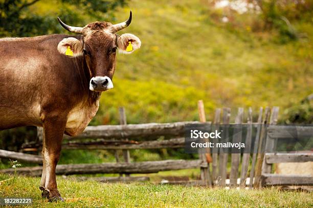 Vaca Com Vazio Eartag - Fotografias de stock e mais imagens de Agricultura - Agricultura, Amarelo, Animal