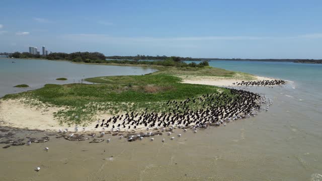A flock of migratory seabirds rest on a natural sand island close to a urban city high-rise skyline. Low moving drone view