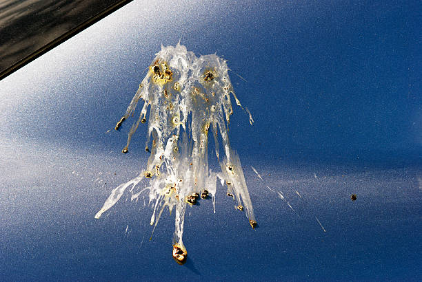 Uhaoh - Bird poop on my car! stock photo