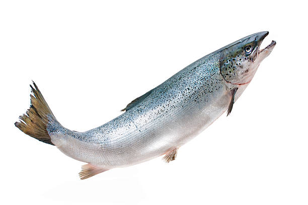 Atlantic salmon Salmo salar. Atlantic salmon on the white background catch of fish stock pictures, royalty-free photos & images