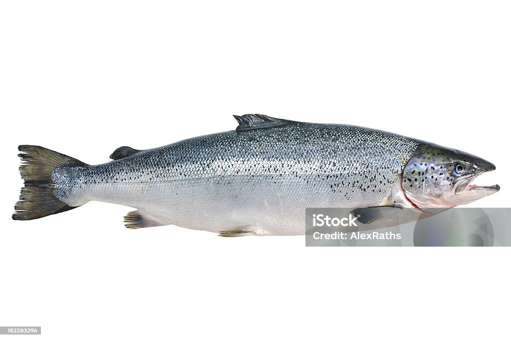 Atlantic salmon - Lizenzfrei Blaurückenlachs Stock-Foto