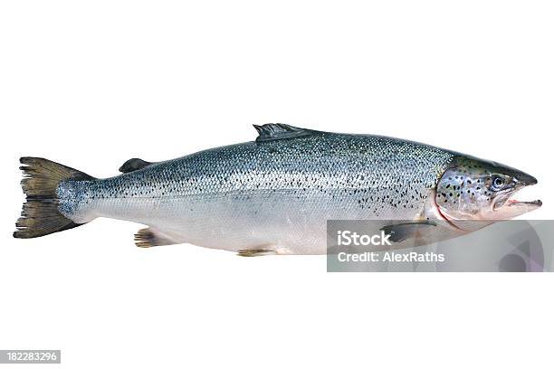 Atlantic Salmon Stockfoto und mehr Bilder von Blaurückenlachs - Blaurückenlachs, Freisteller – Neutraler Hintergrund, Abnehmen