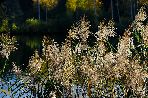 The beauty of nature can be found everywhere - plants so strong and beautiful captured in pictures forever.