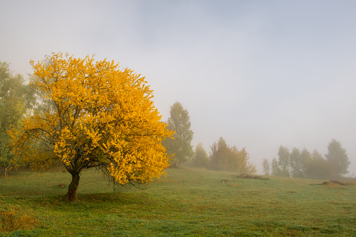 Beautiful autumn colours, Transilvania, Romania