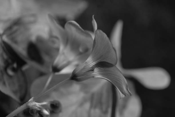 istock Beautiful plants in the sun. 1822851878