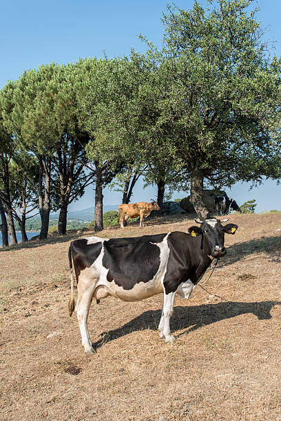 cow, plumb 젖통 - mehrere tiere 뉴스 사진 이미지