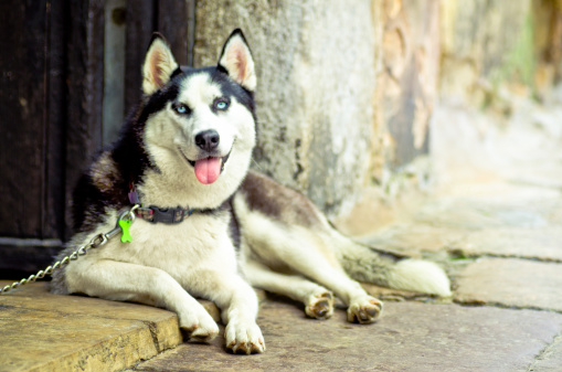 One husky dog in northern Spain.