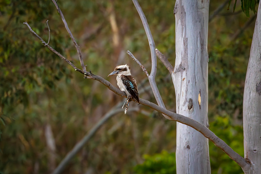 Photograph of an Australian Kookaburra sitting on the branch of a large Gum Tree in a forest in the Blue Mountains in Australia