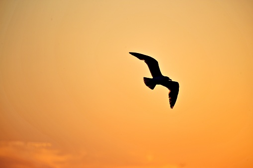 bird in front of setting sun